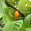 Liberian Cocoa for the Global ...