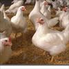 NIGERIA: New bird flu strain c...