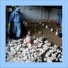 TOGO: 17,000 poultry killed in...